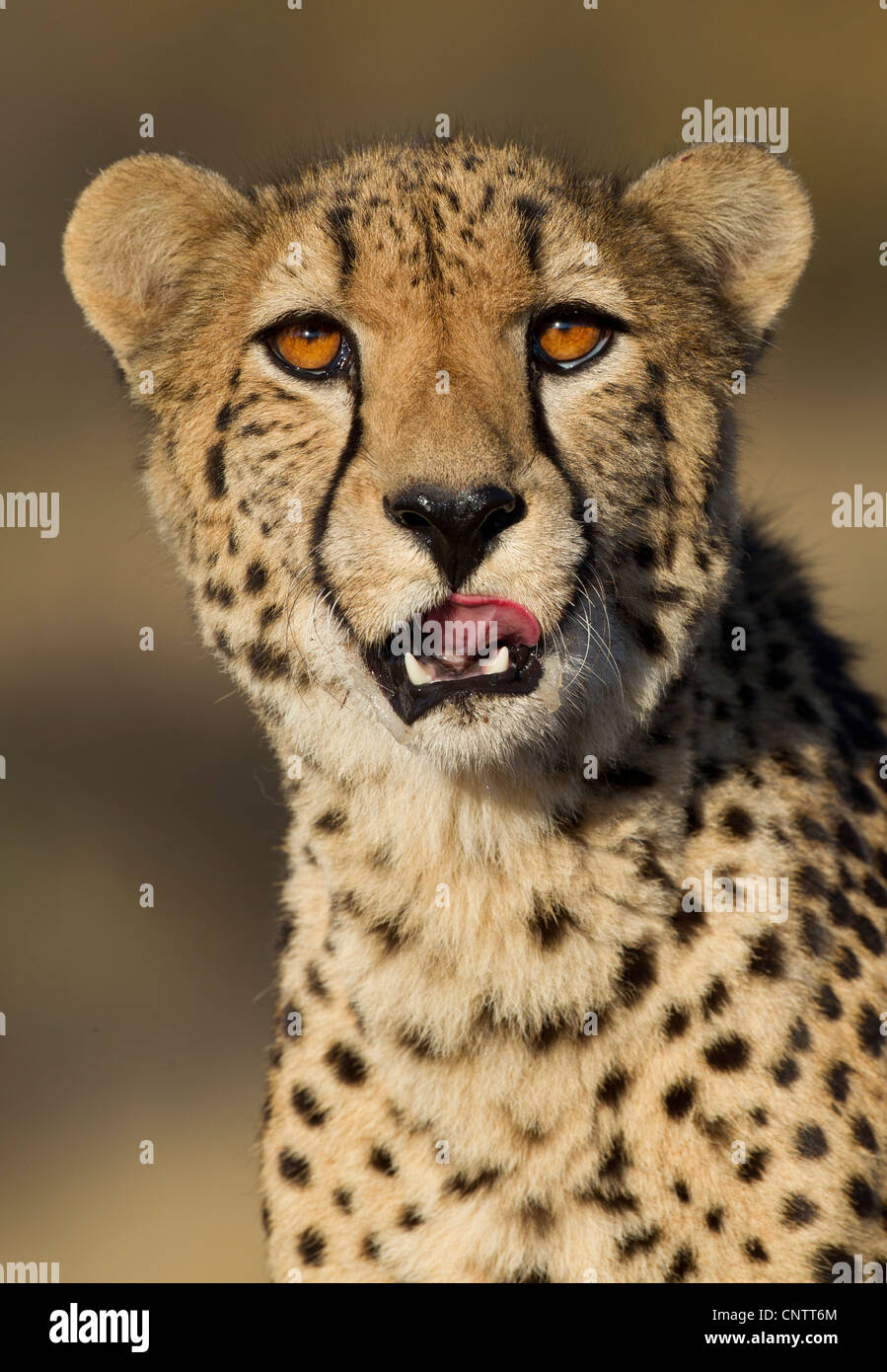 Cheetah (Acinonyx jubatus) head on portrait, South Africa Stock Photo