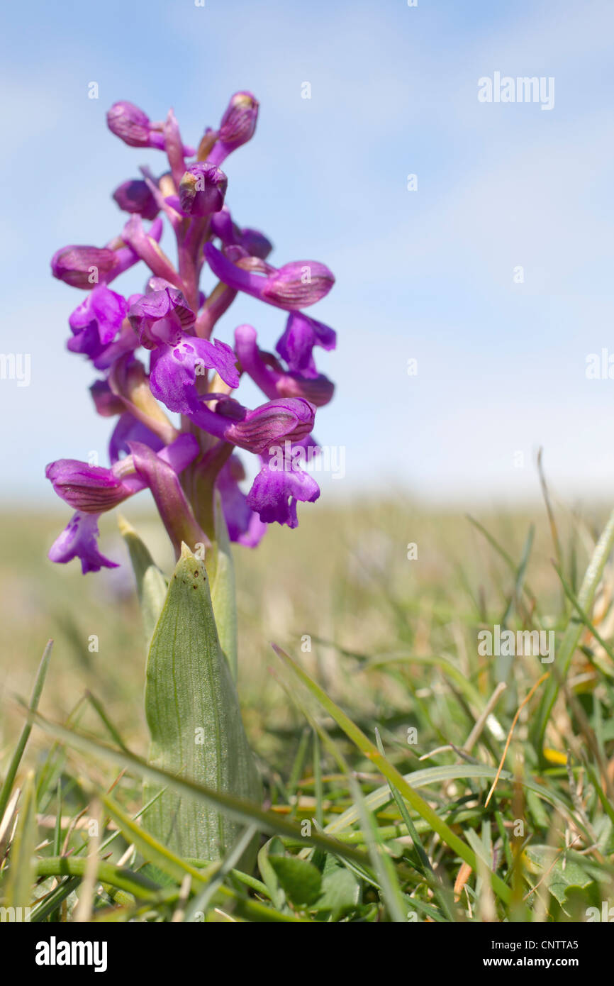 Green Winged Orchid; Orchis morio; Cornwall; UK Stock Photo