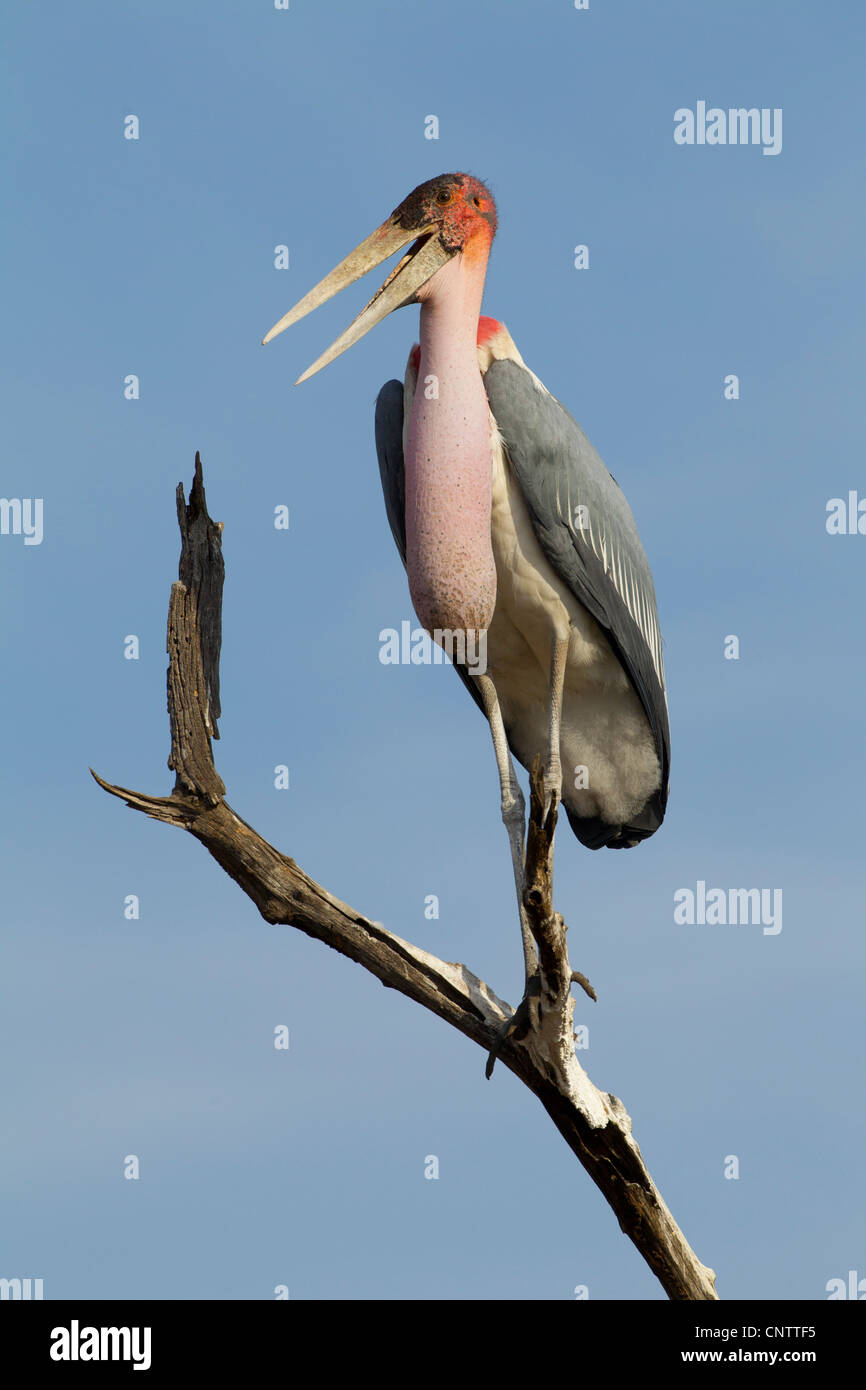 Marabou Stork (Leptoptilos crumeniferus) perched on a dead tree in South Africa's Kruger Park Stock Photo