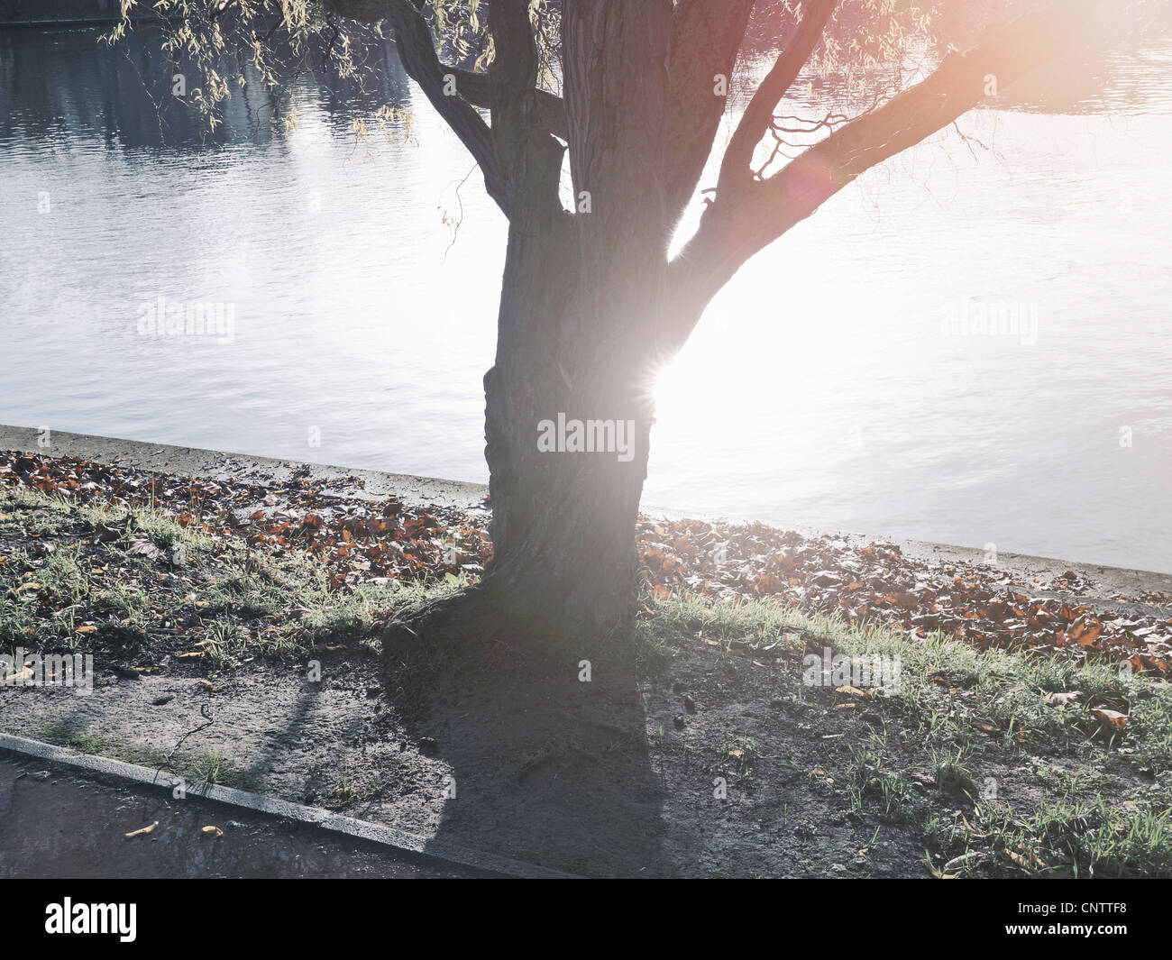Tree growing on riverbank Stock Photo
