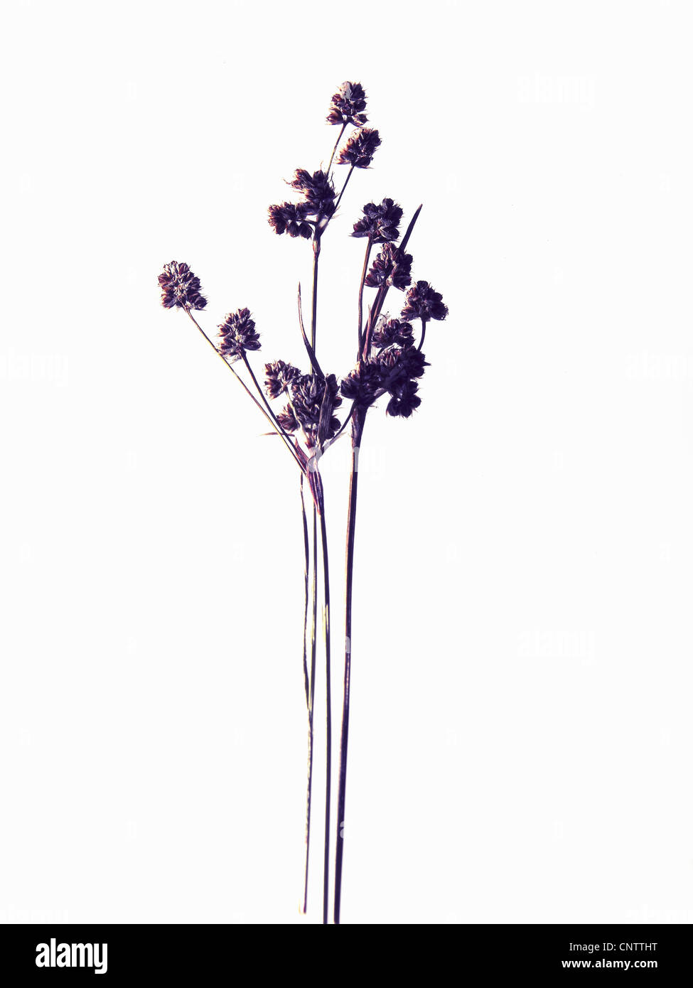 Close up of dried flower specimen Stock Photo