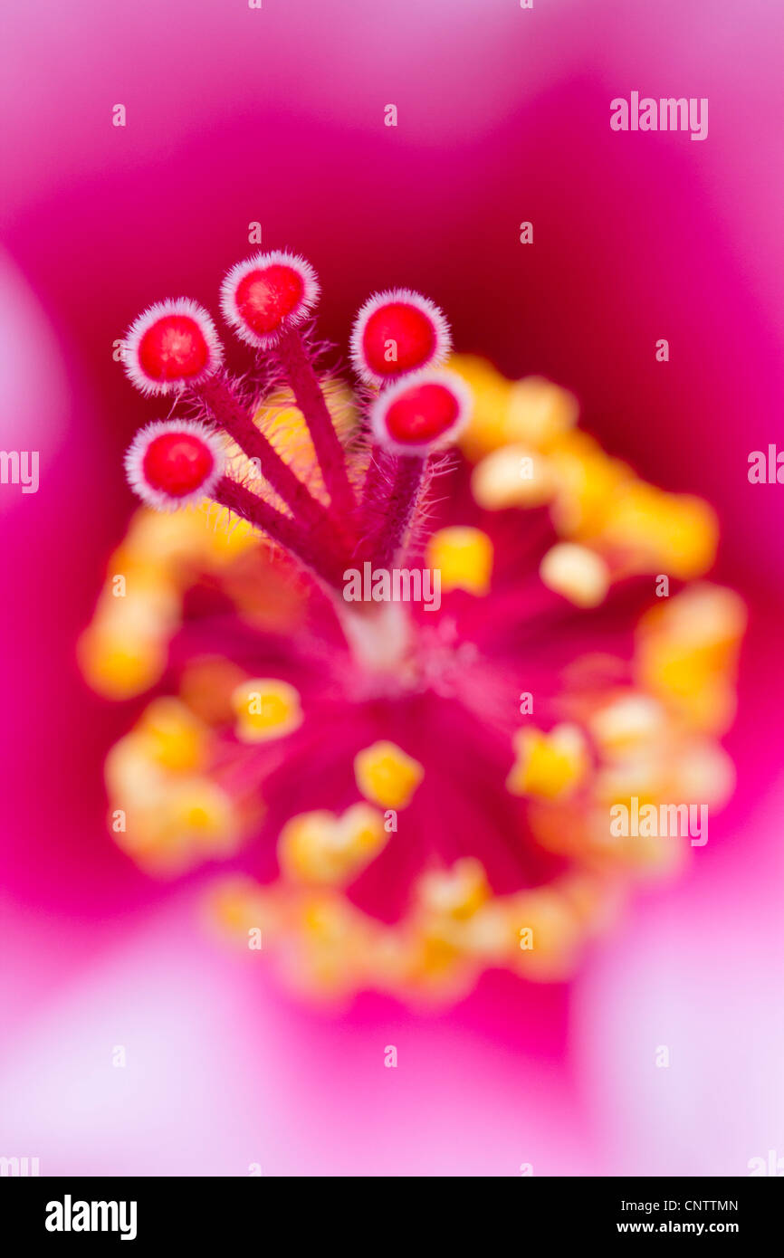 Pink hibiscus flower hi-res stock photography and images - Alamy