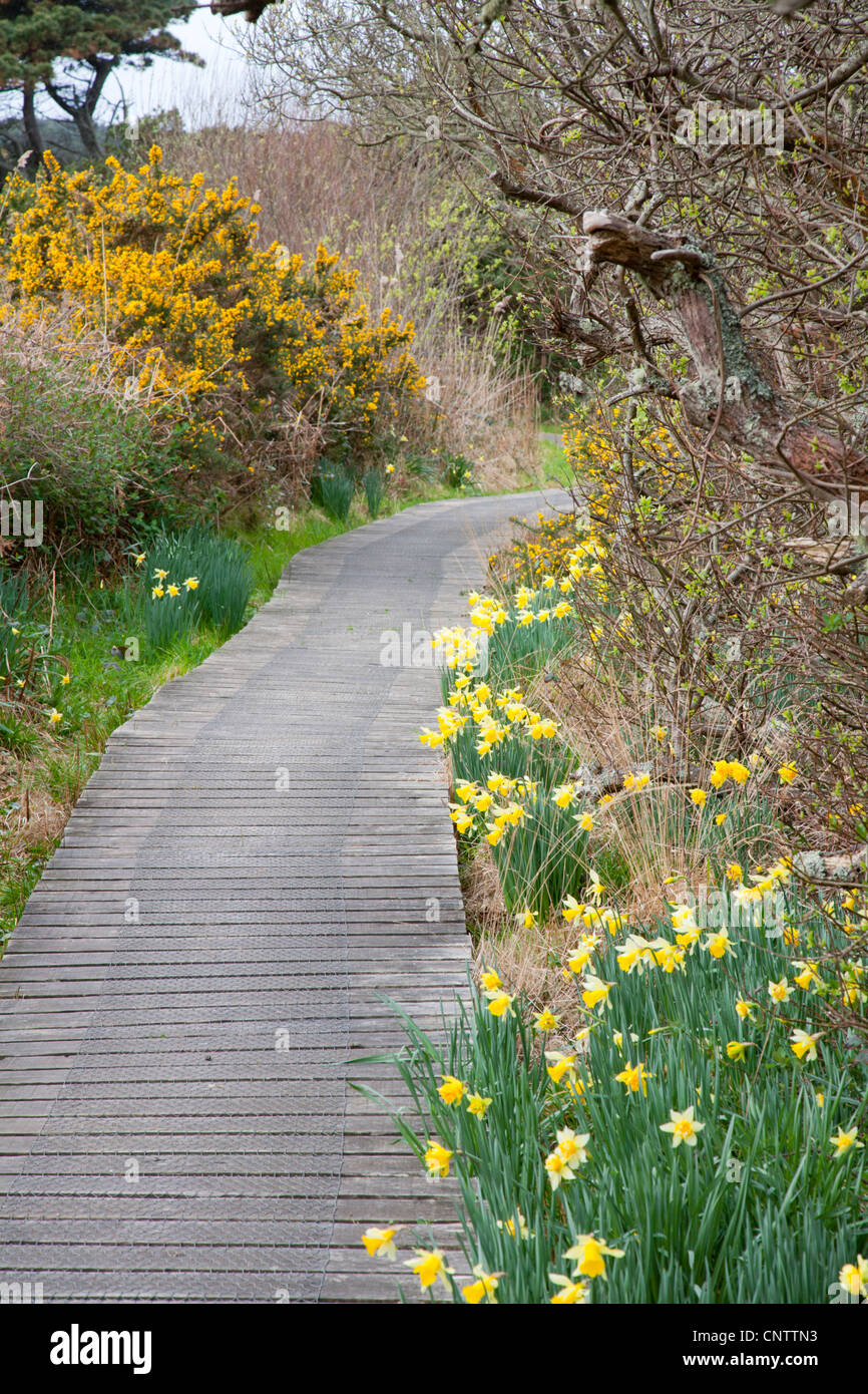Higher Moors; Boardwalk; St Mary's; Isles of Scilly Stock Photo
