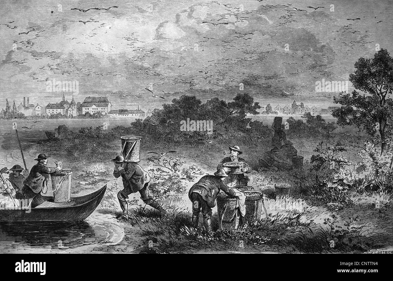 Egg collecting on Moeweninsel island in Kunitzer See lake near Liegnitz, Silesia, historical engraving, 1869 Stock Photo