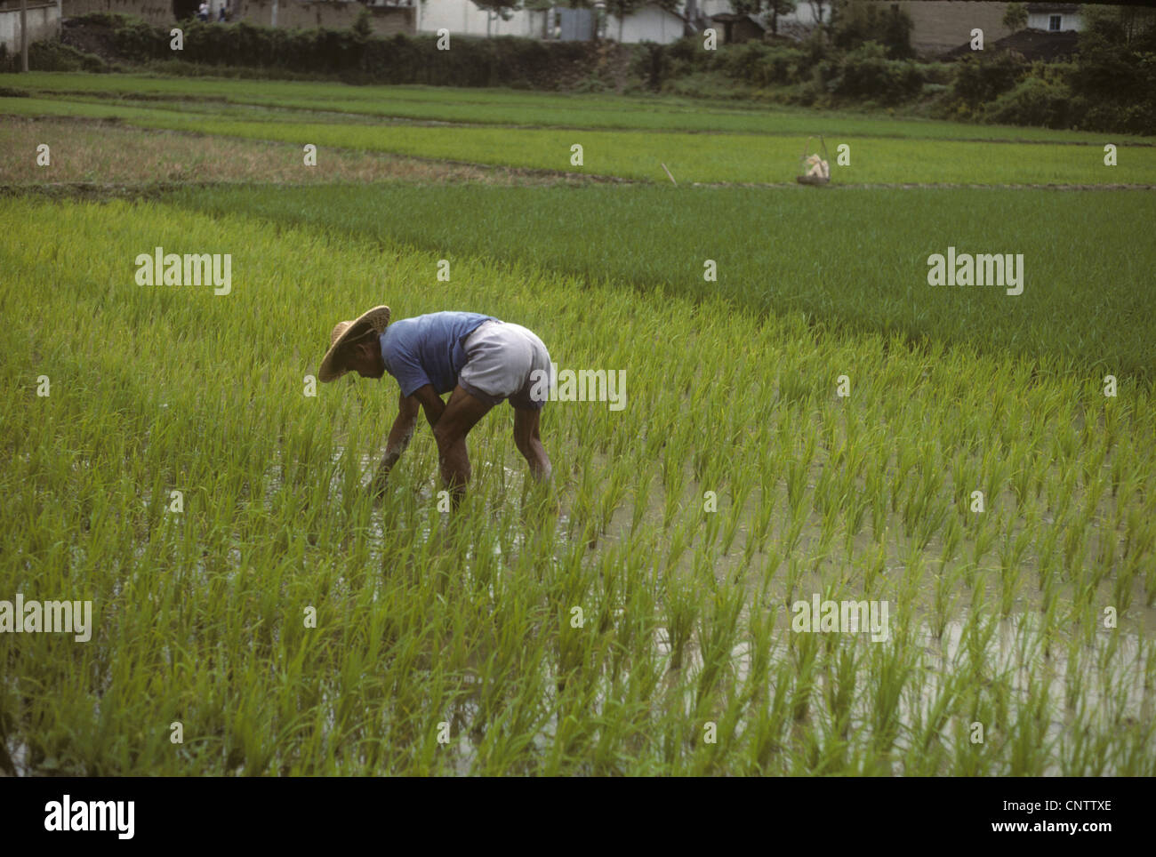China rice farming hi-res stock photography and images - Alamy