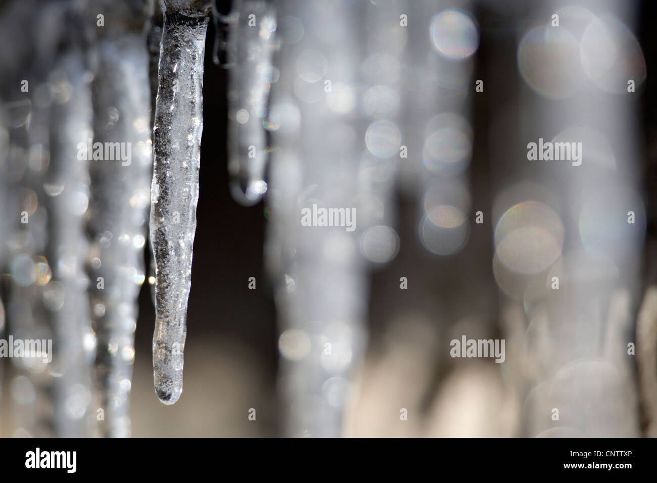 Icicles; winter; Scotland; UK Stock Photo