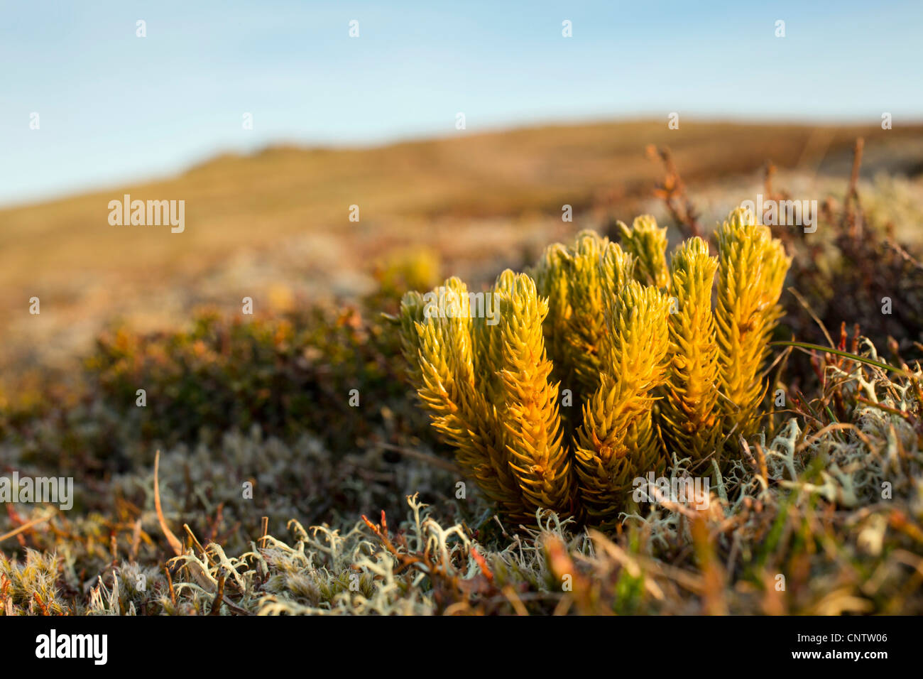 Juniper; Juniperus communis; Ben Rinnes; Scotland; UK Stock Photo