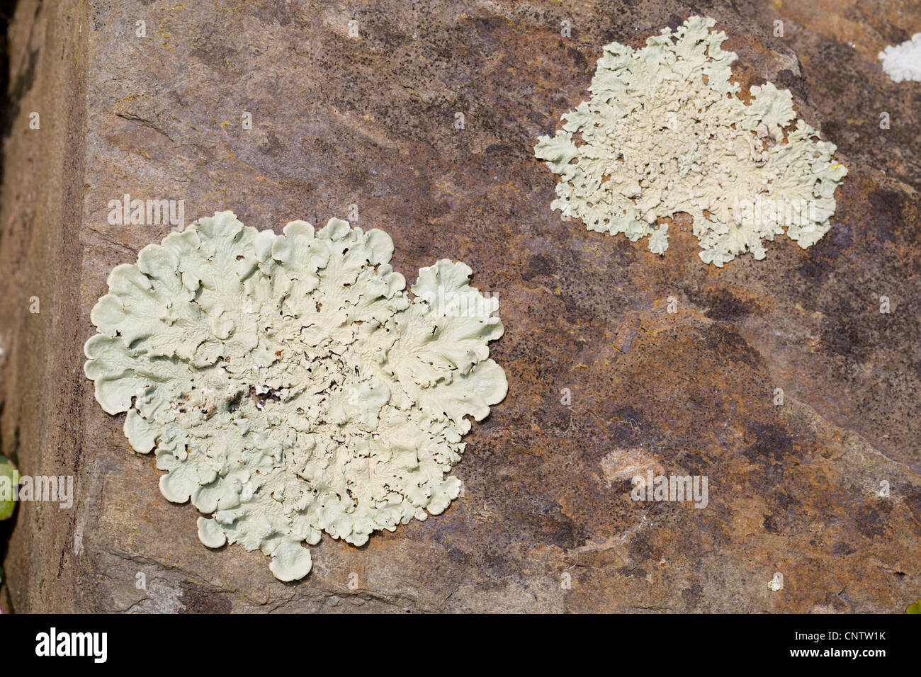 Common Greenshield Lichen; Parmelia caperata; UK Stock Photo