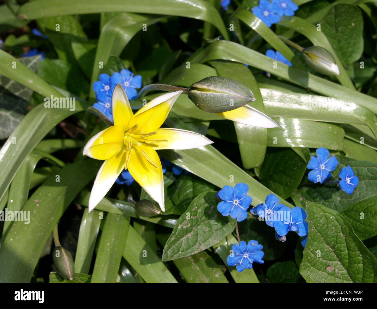 late tulip, tarda tulip and forget me not / Tulpia tarda, Brunnera macrophylla Stock Photo