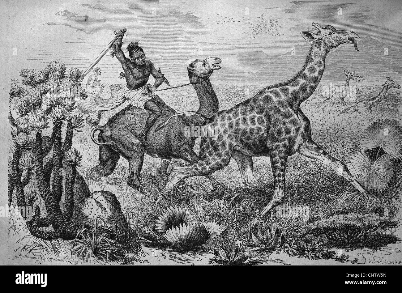 Hunting giraffes in Africa, historical engraving, 1869 Stock Photo