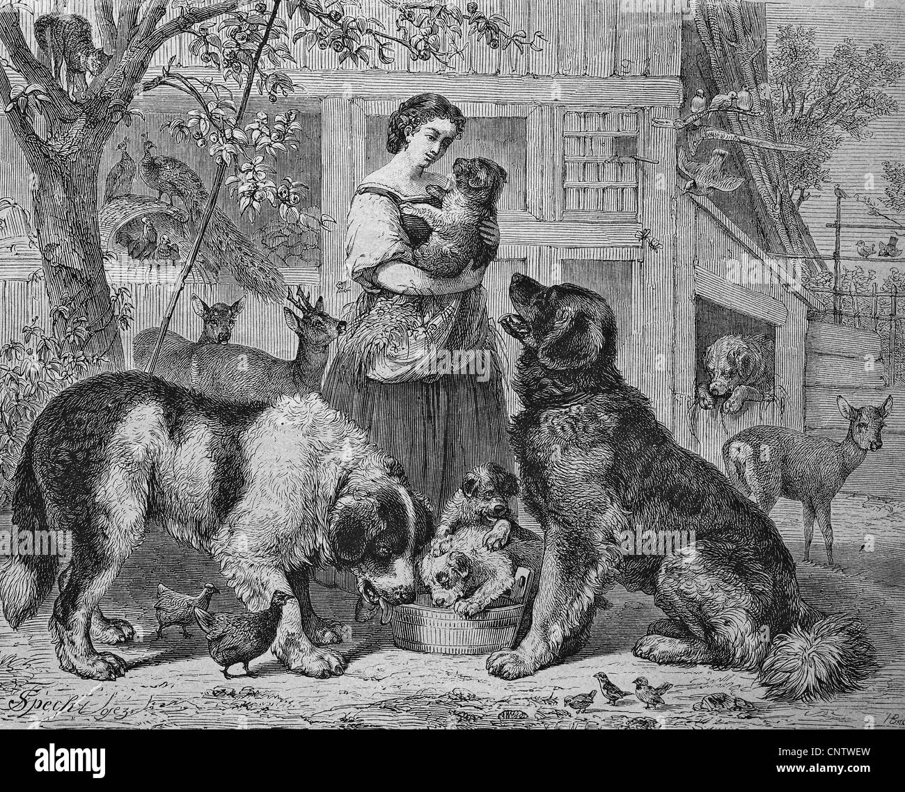 Woman with dogs, animal shelter, historical engraving, 1869 Stock Photo -  Alamy