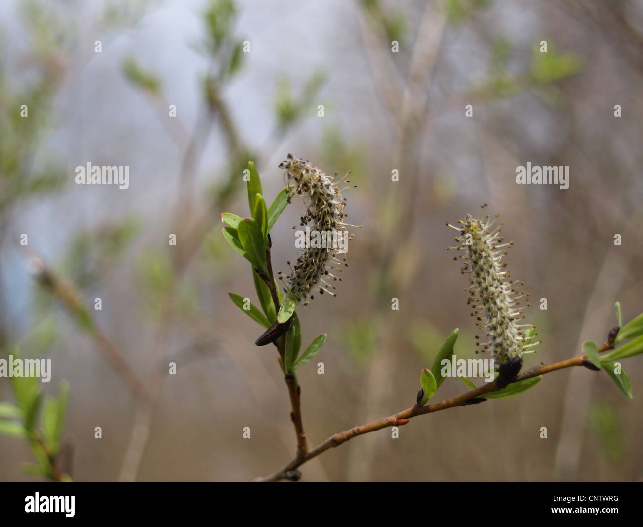 white willow with catkins in spring / Silberweide mit Kätzchen im Frühling Stock Photo