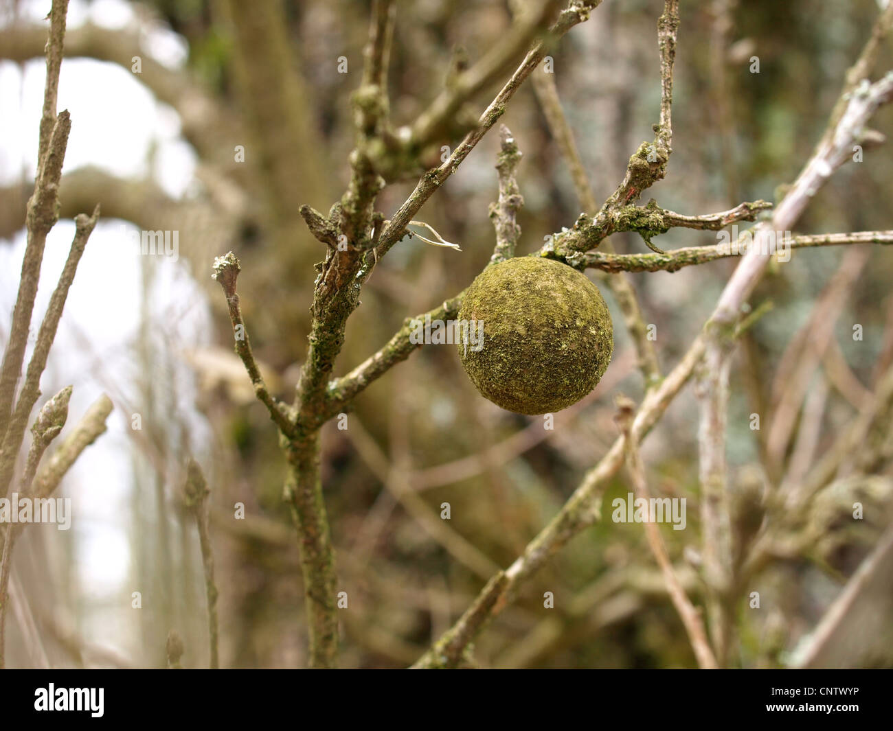 a round ball on an oak tree, large vaguely apple-like gall, oak apple / Gallapfel an Eiche Stock Photo