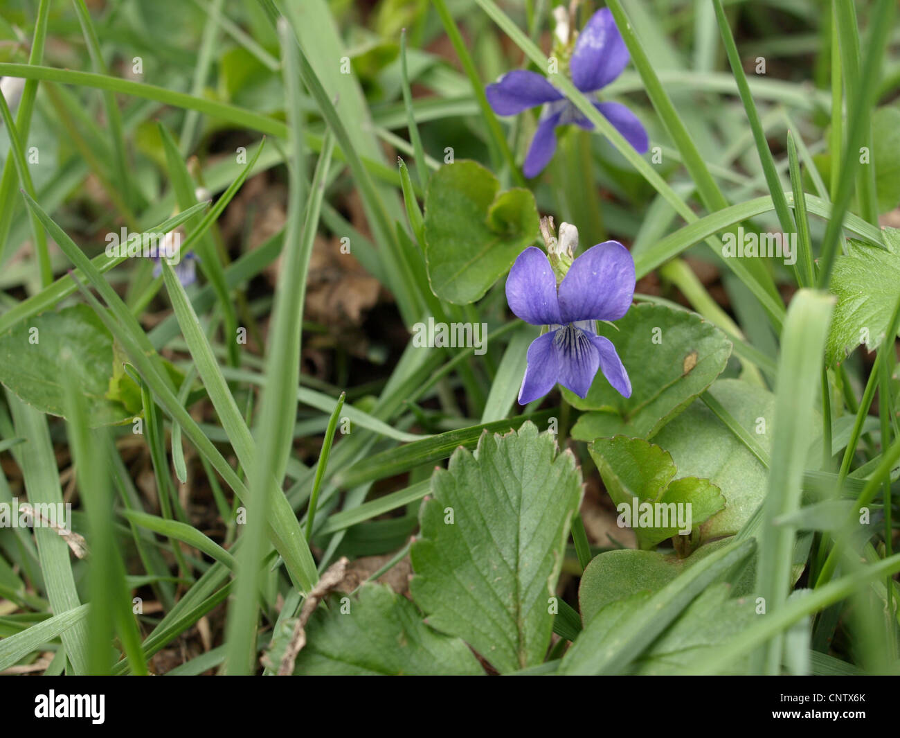 common dog violet / Viola riviniana / Hain-Veilchen Stock Photo
