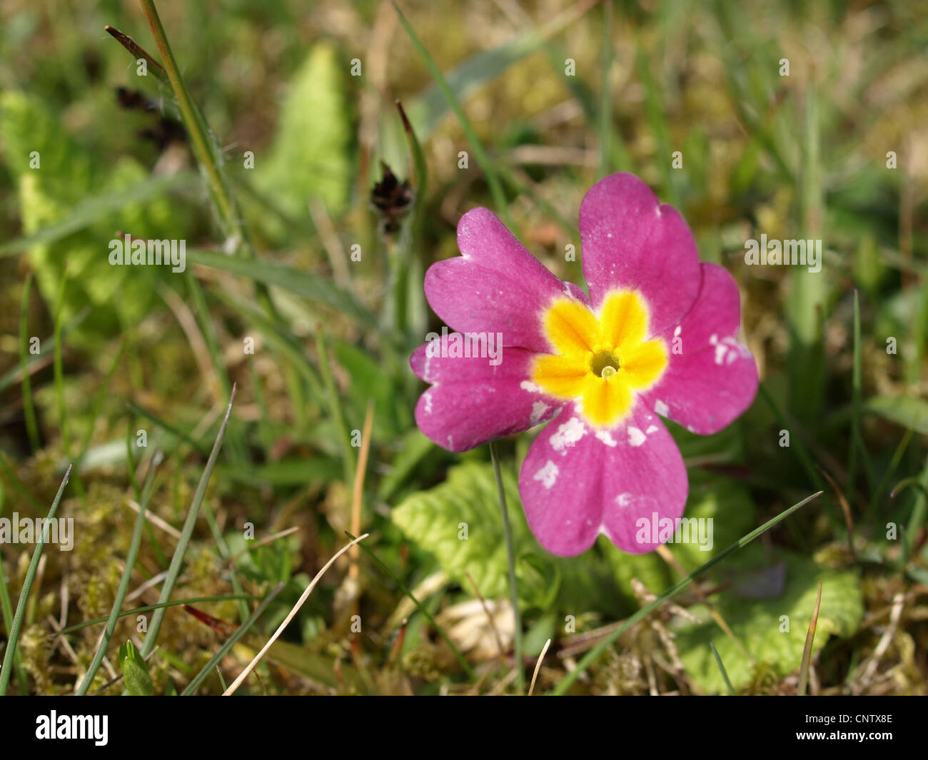 Page 3 - Primeln High Resolution Stock Photography and Images - Alamy