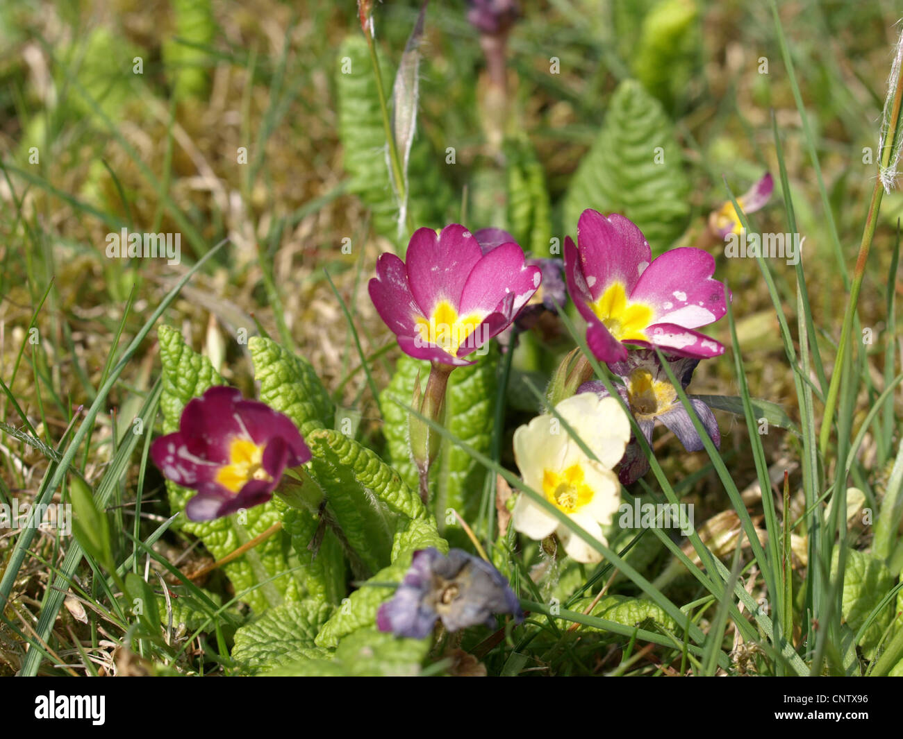 primrose / Primula vulgaris / Primel Stock Photo