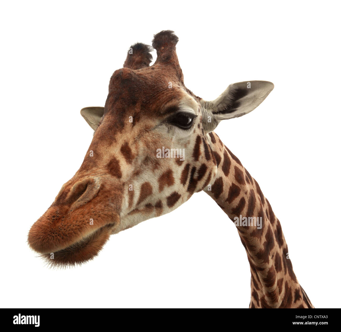 Curious funny giraffe Stock Photo