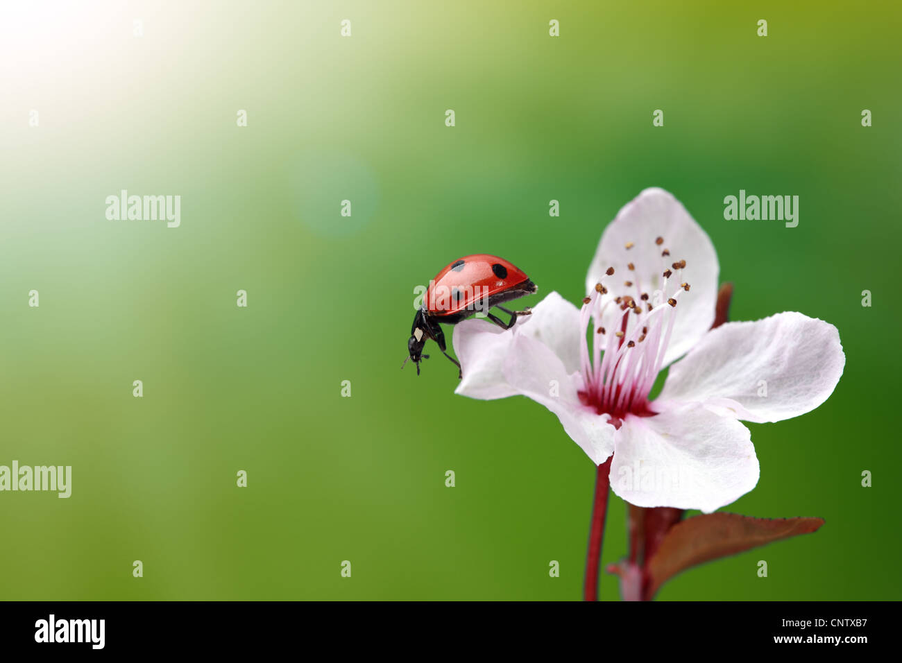 Ladybug on flower Stock Photo