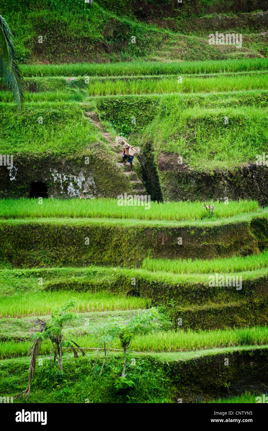 Some of the most spectacular and dramatic rice terraces in Bali, Indonesia are located in the Tegallalang area of central Bali. Stock Photo