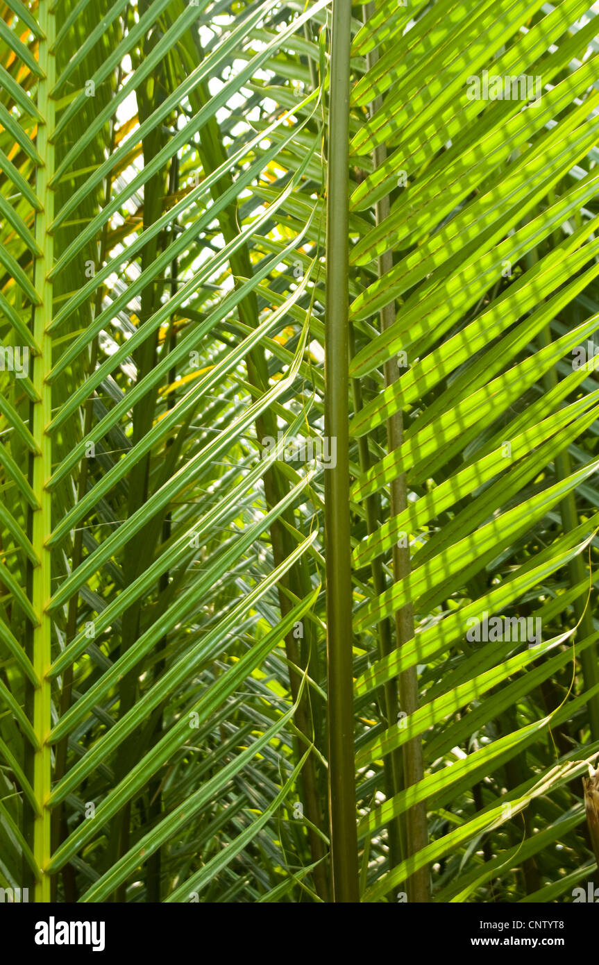 Vertical close up of dừa nước or nipa palm (Nypa fruticans) growing along the riverbanks of the Mekong River, Vietnam. Stock Photo