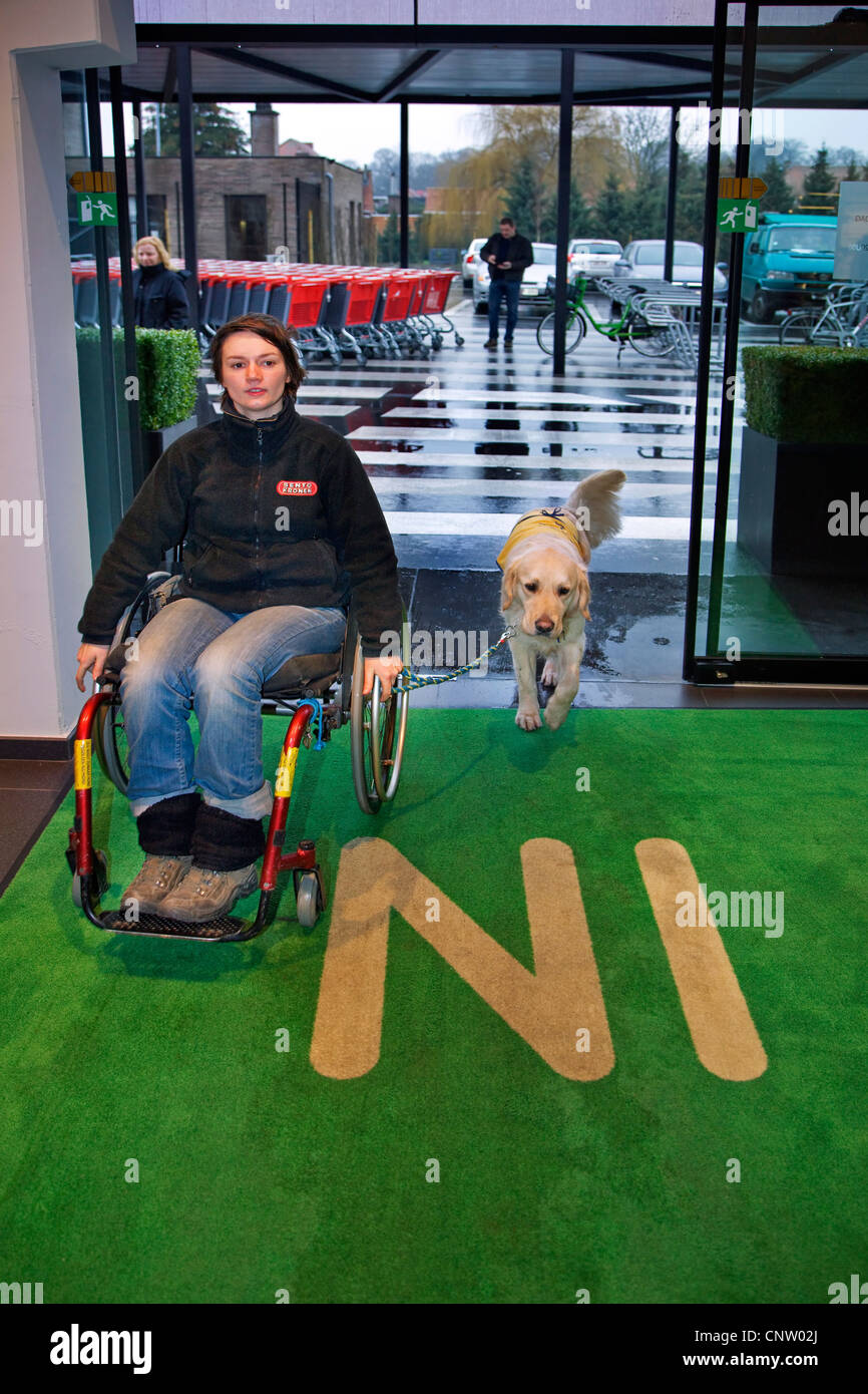 Invalid and physically disabled person in wheelchair shopping with Labrador mobility assistance dog in supermarket, Belgium Stock Photo