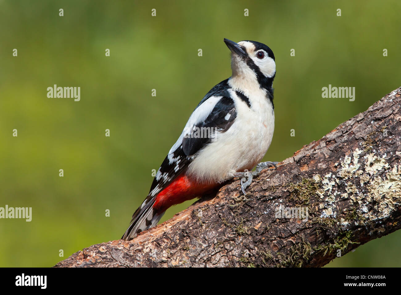 GREAT SPOTTED WOODPECKER ON A TREE BRANCH Stock Photo