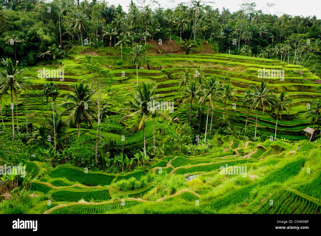 Some of the most spectacular and dramatic rice terraces in Bali, Indonesia are located in the Tegallalang area of central Bali. Stock Photo