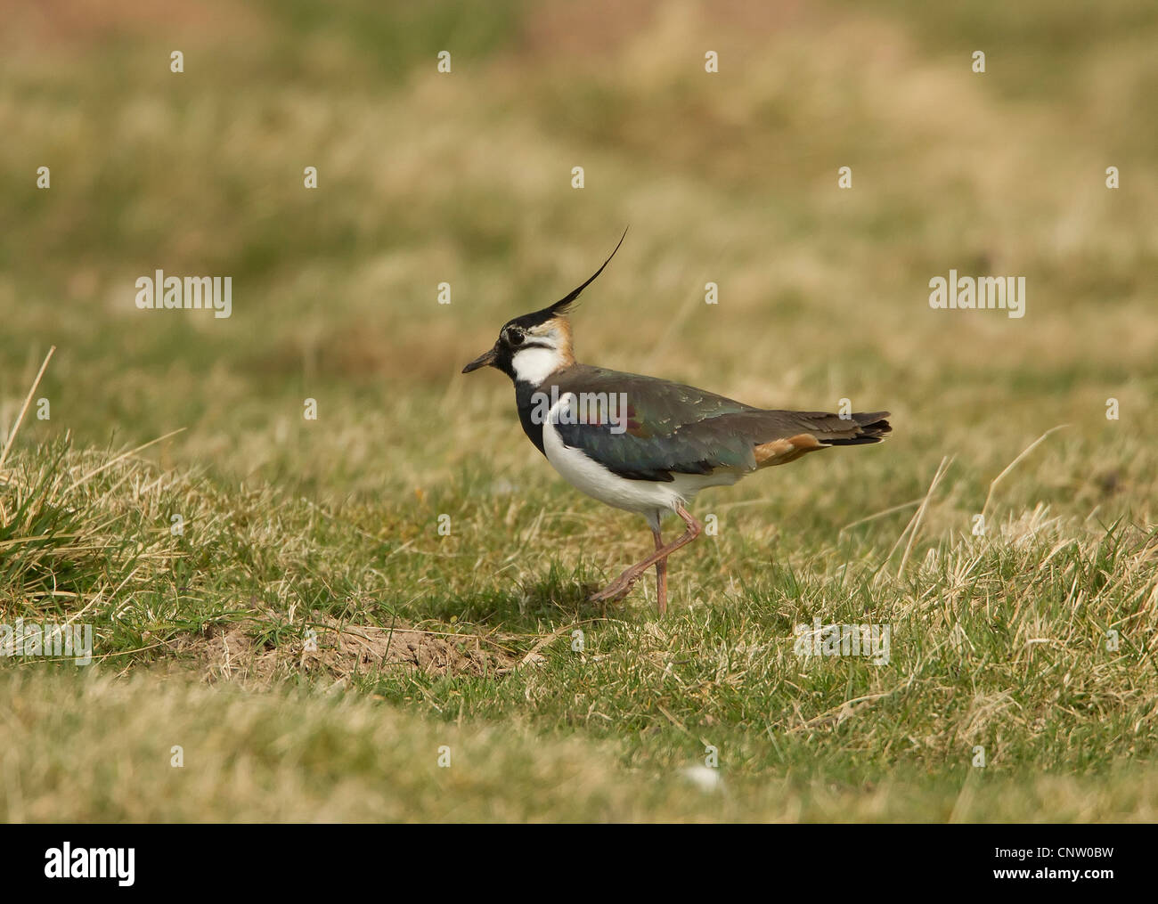 Lapwing calling hi-res stock photography and images - Alamy