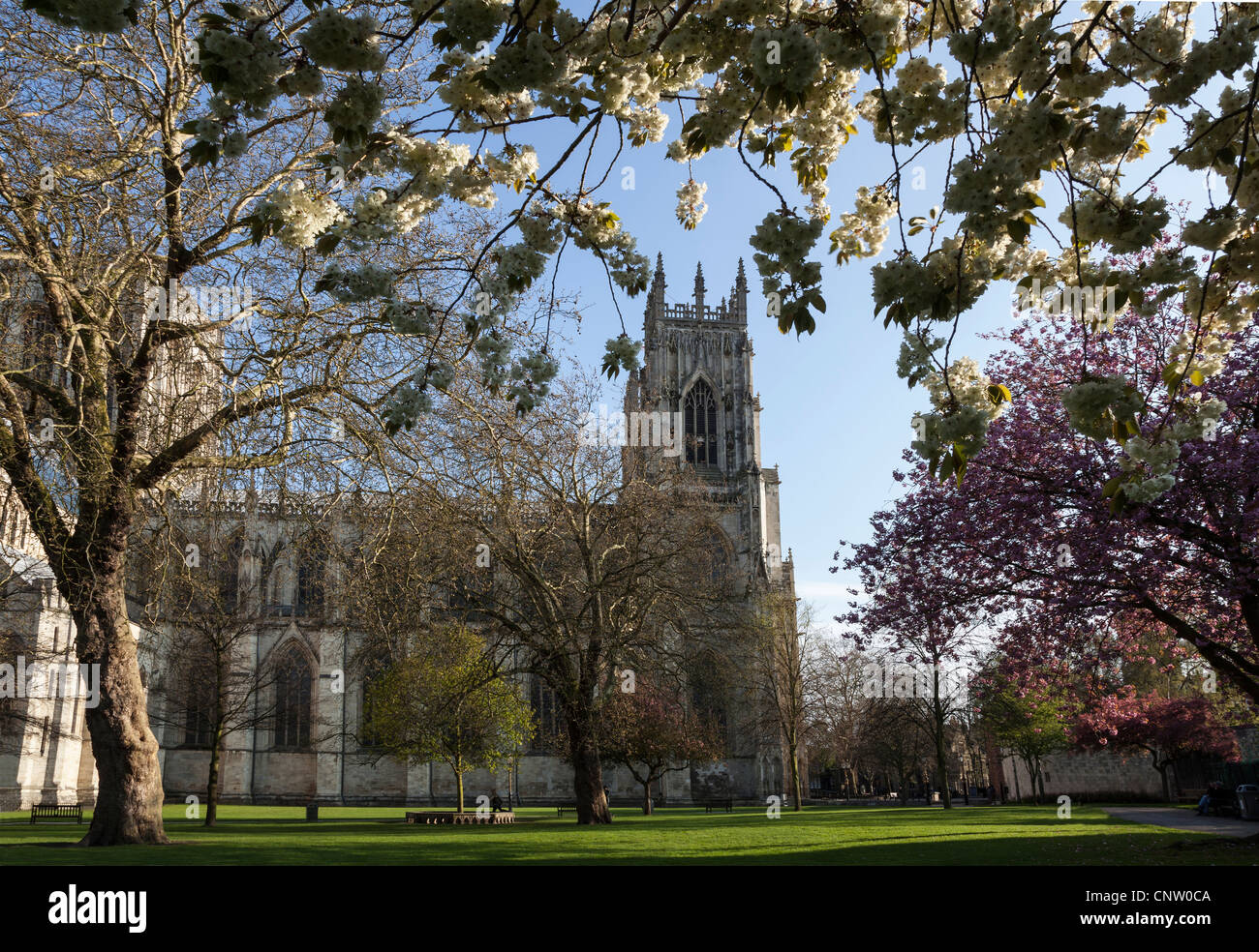York Minster in the springtime with cherry blossom in abundance Stock Photo