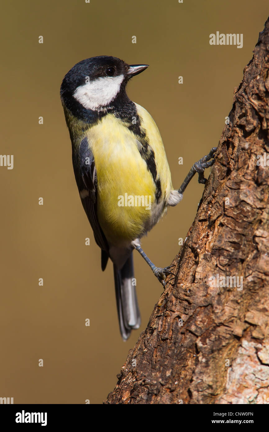 GREAT TIT ON THE SIDE OF A TREE TRUNK Stock Photo