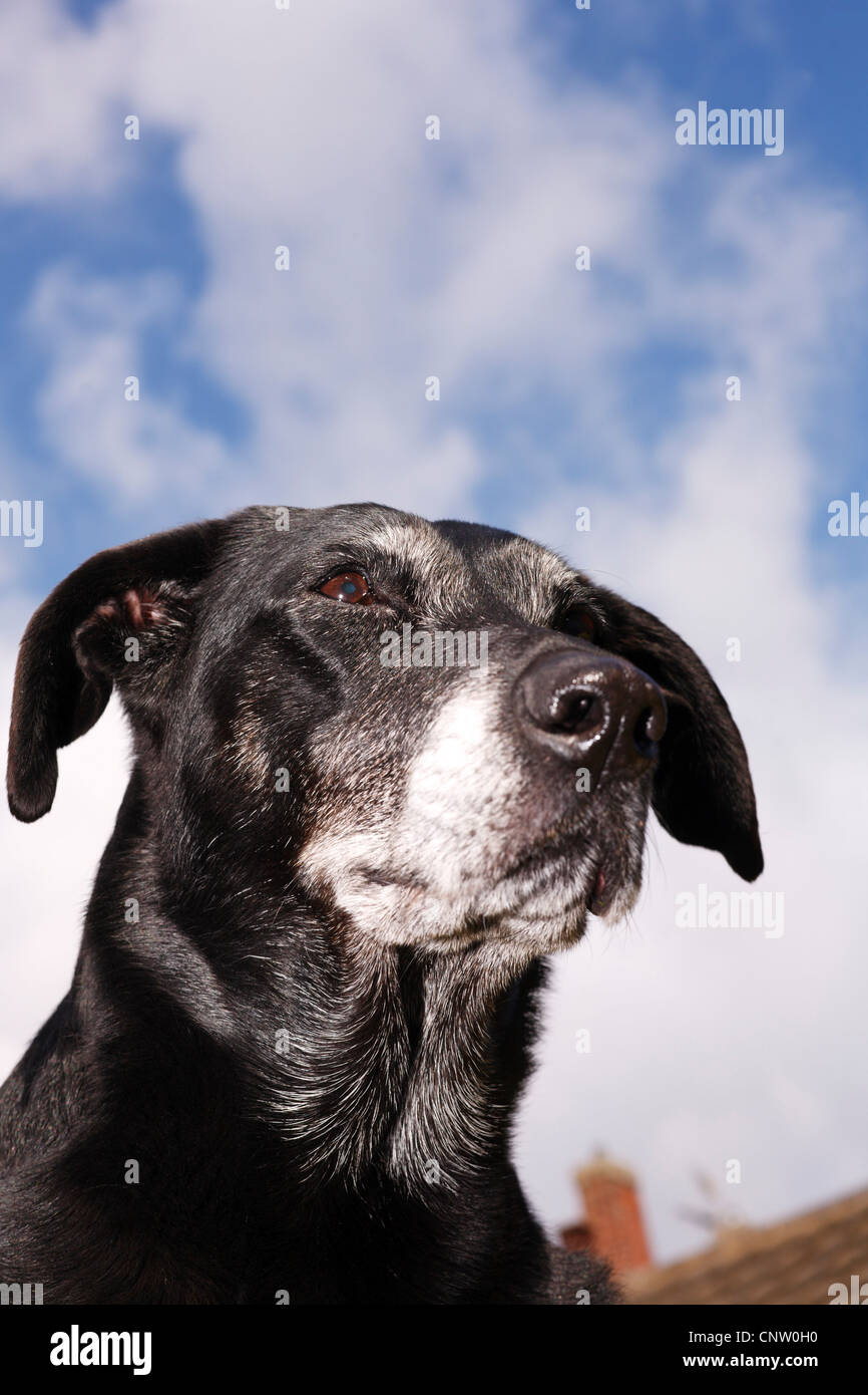 Old labrador mongrel dog with white whiskers and blue sky Stock Photo
