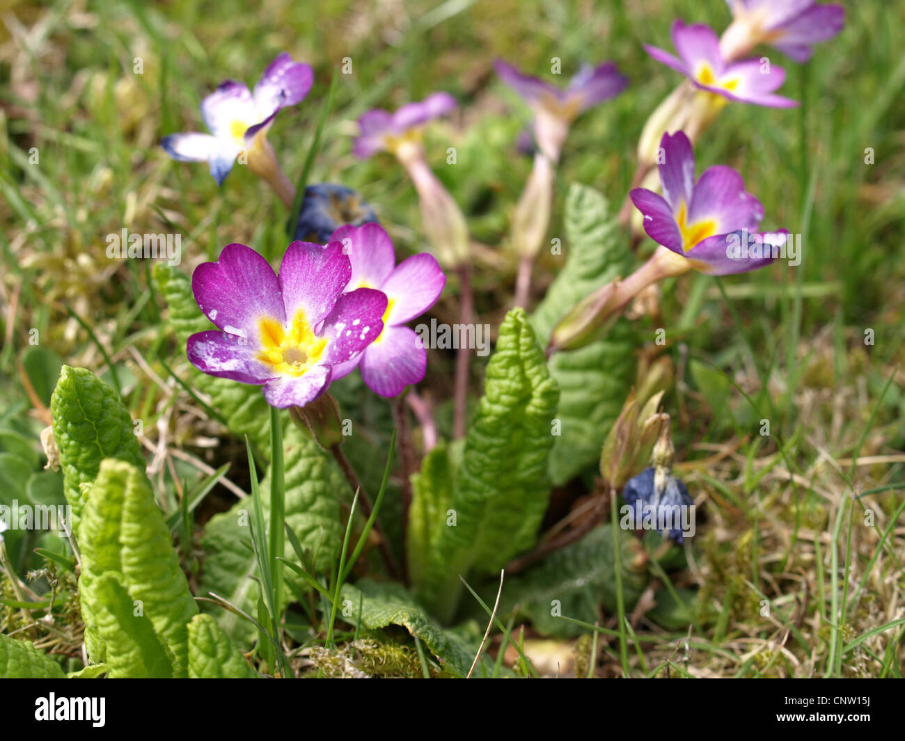 primrose / Primula vulgaris / Primel Stock Photo
