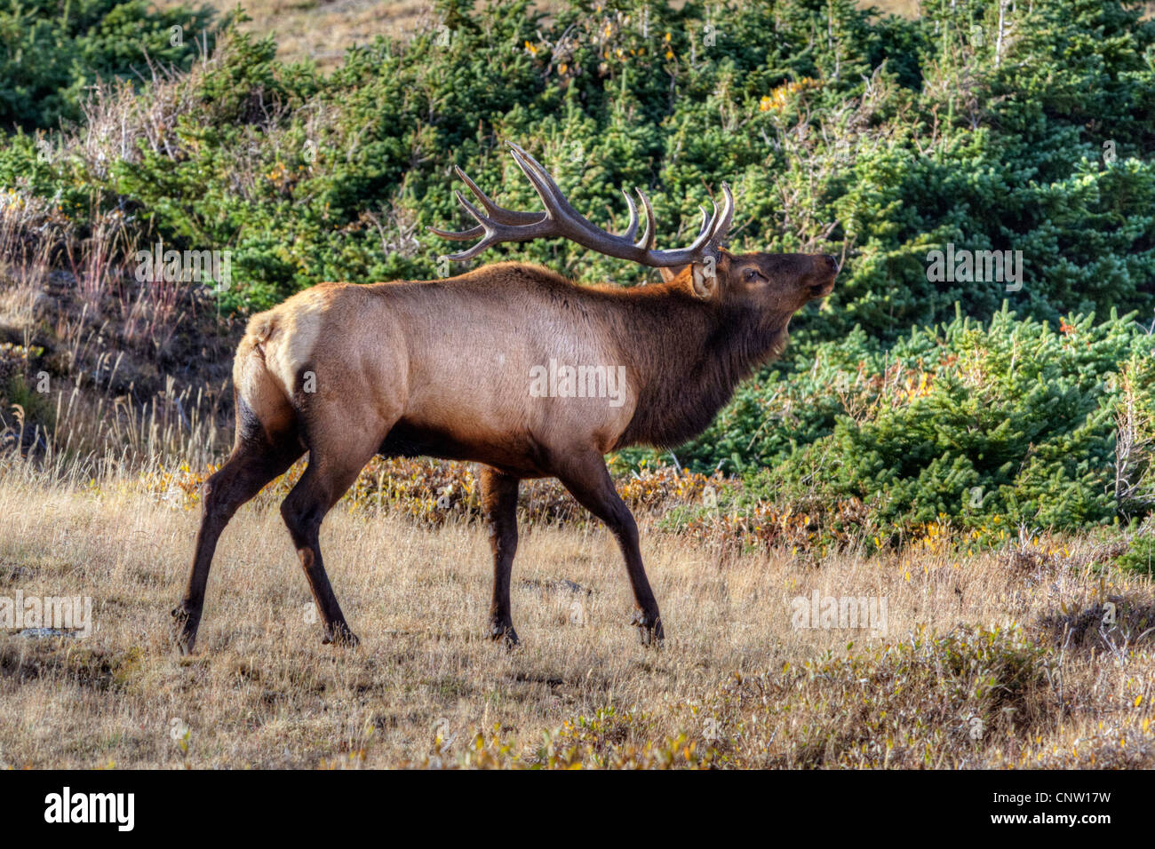 An elk bull (Cervus elaphus) bugling in Rocky Mountain National Park, autumn Stock Photo