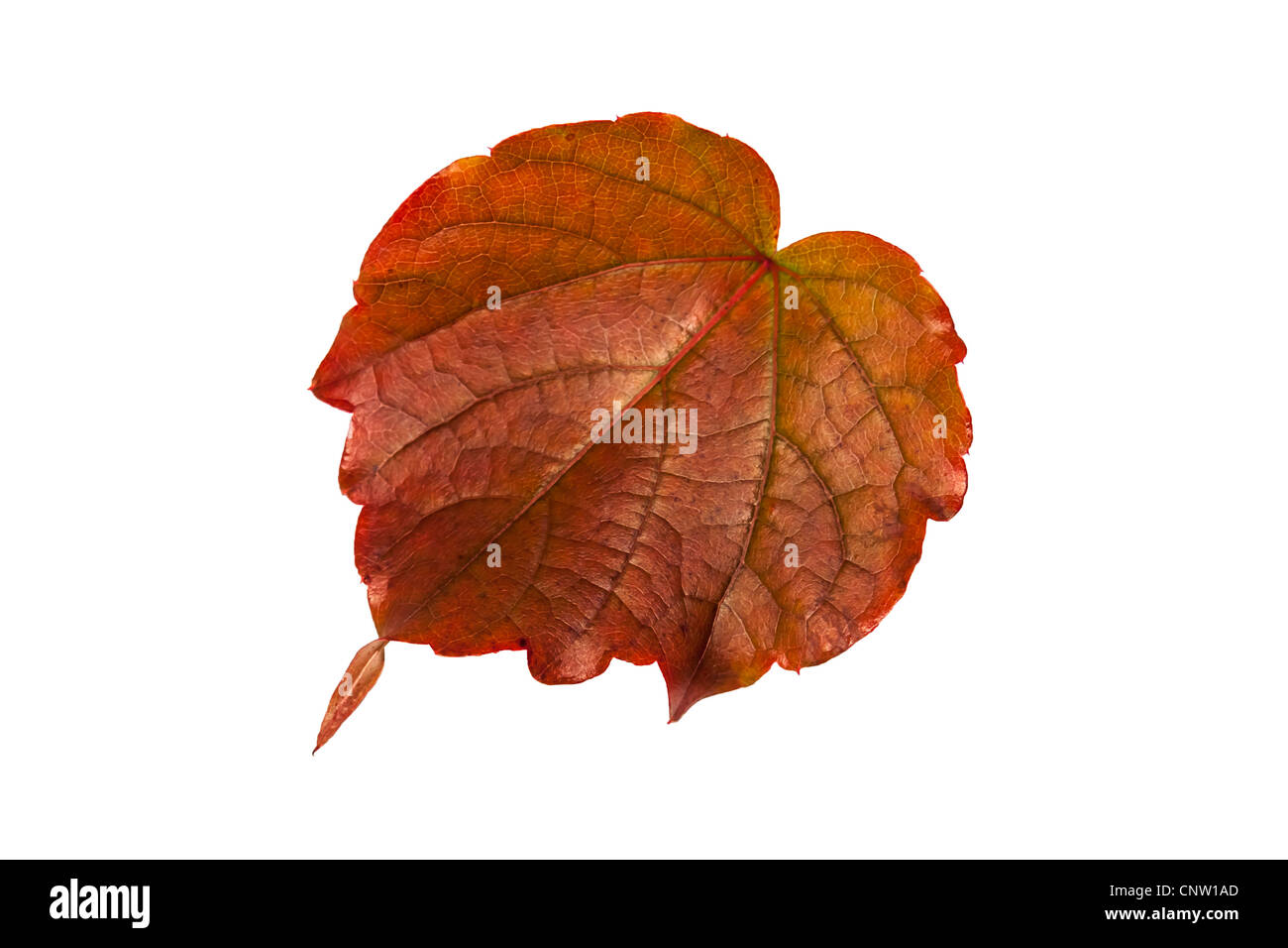 Isolated leaf in autumn coloring Stock Photo
