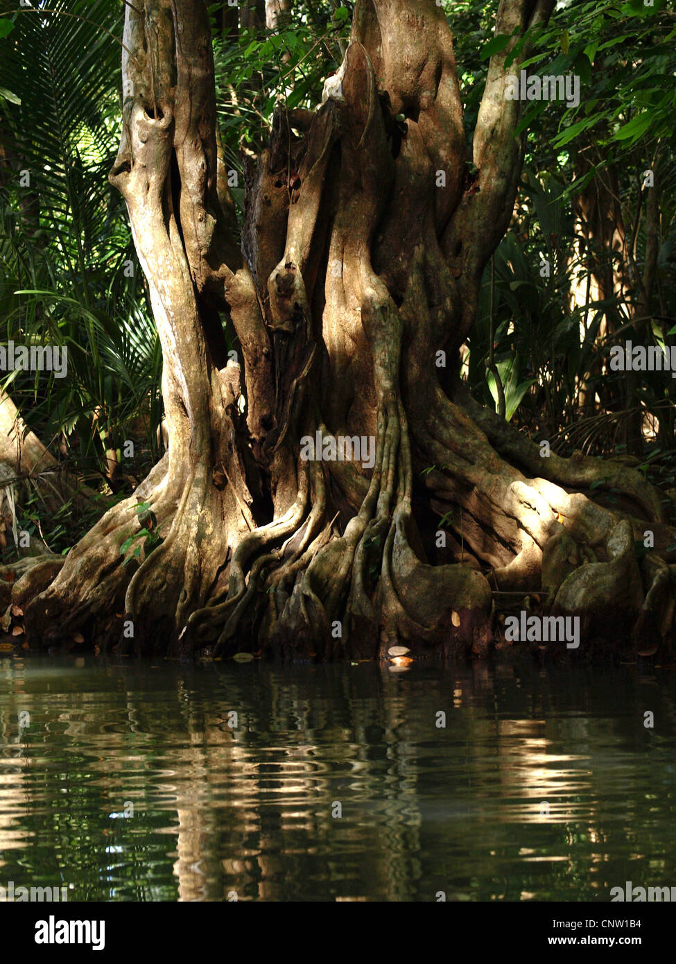 A partially sunlit tree in a mangrove in the Commonwealth of Dominica ...