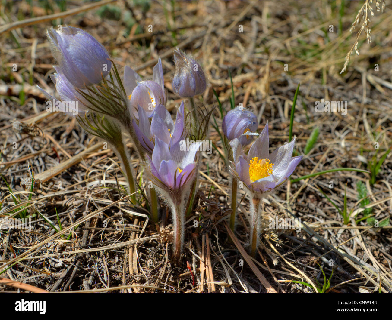 Pasque flower colorado hires stock photography and images Alamy