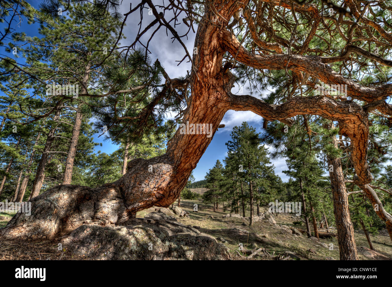 A gnarled old Ponderosa Pine at Mt. Falcon County Park, Jefferson