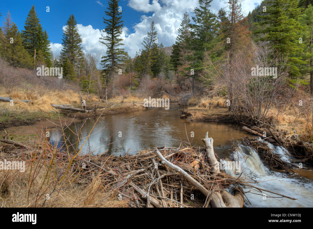 Beaver dam and pond at the 8500foot level of Mendano Creek in the