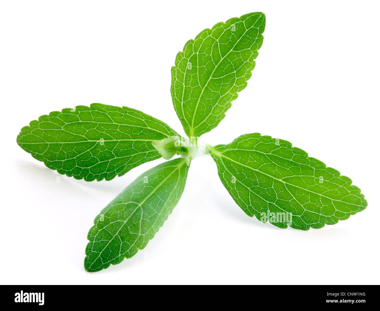 Stevia rebaudiana, sweetleaf sugar substitute isolated on white
