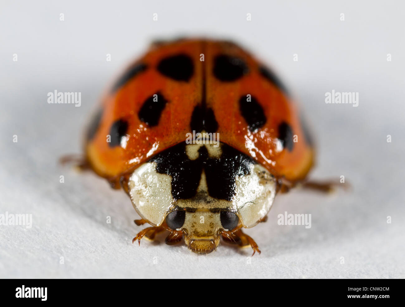 Harlequin ladybird (Harmonia axyridis), succinea form (orange with black spots).  Note characteristic white marks on protonum. Stock Photo