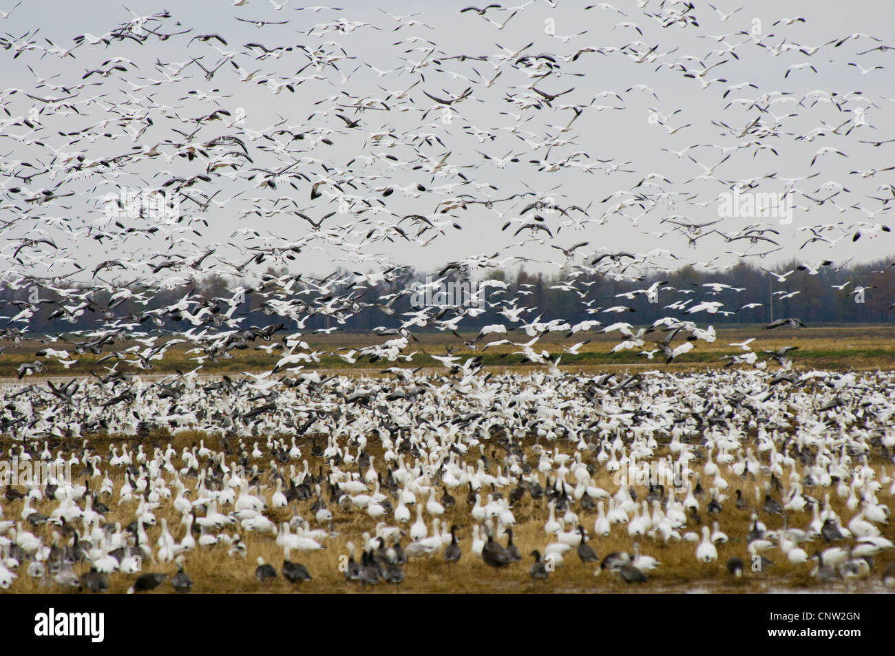 Snow Geese Flock in flight near Cash, Arkansas Stock Photo Alamy