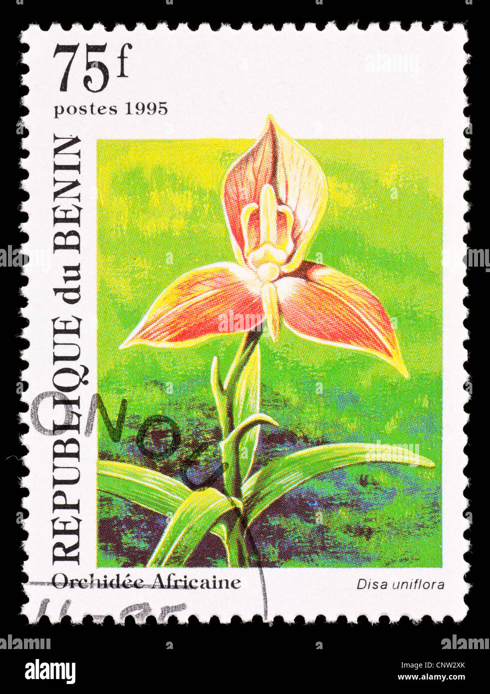 Postage stamp from Benin depicting an orchid (Disa uniflora) Stock Photo