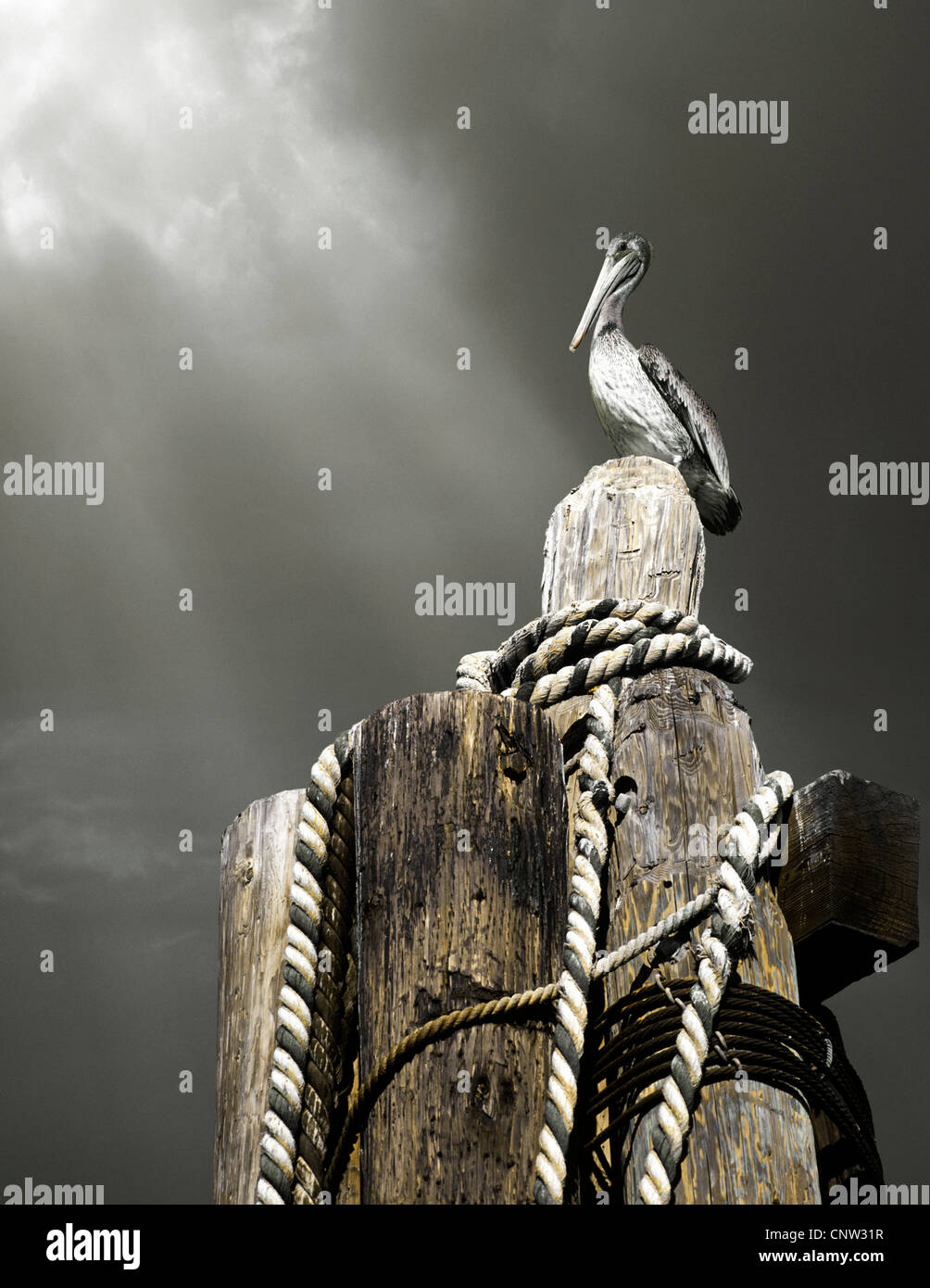 Endangered California Brown Pelican Sitting on pier pilings Stock Photo ...