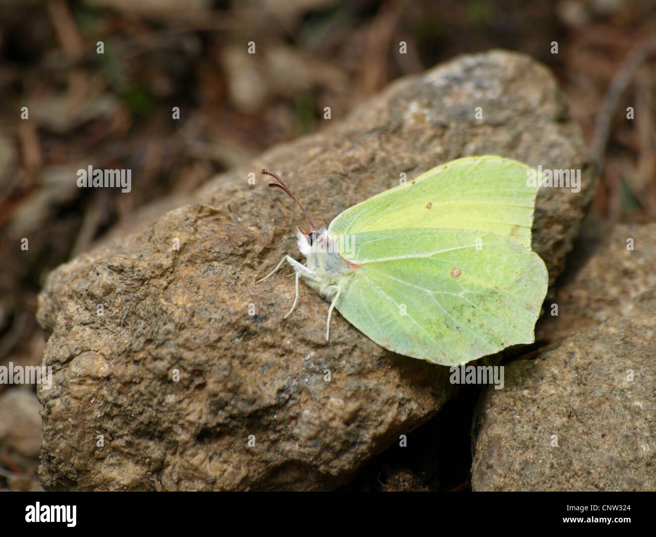 Common Brimstone / Gonepteryx rhamni / Zitronenfalter Stock Photo