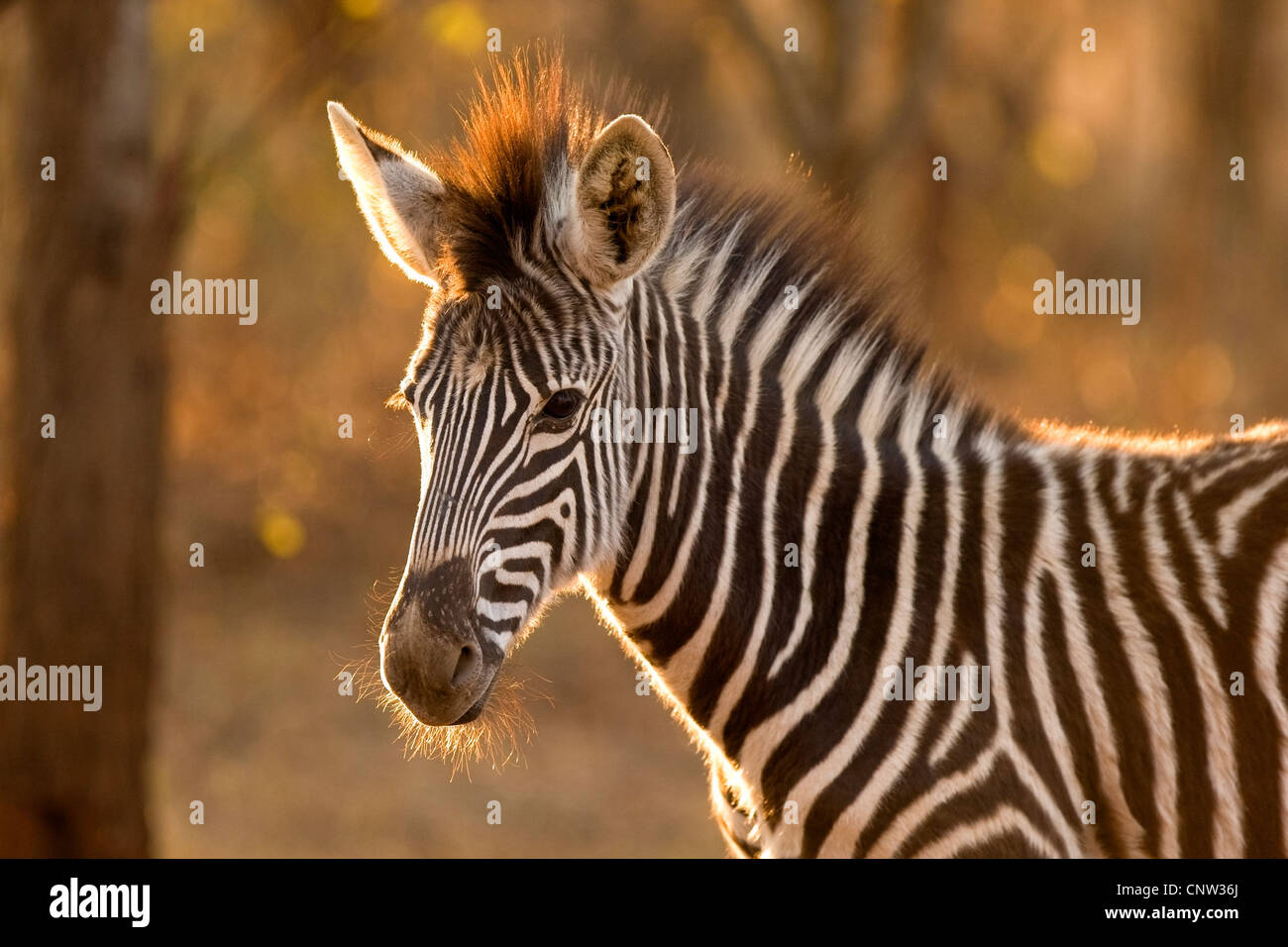 Africa sunset plains zebra hi-res stock photography and images - Alamy