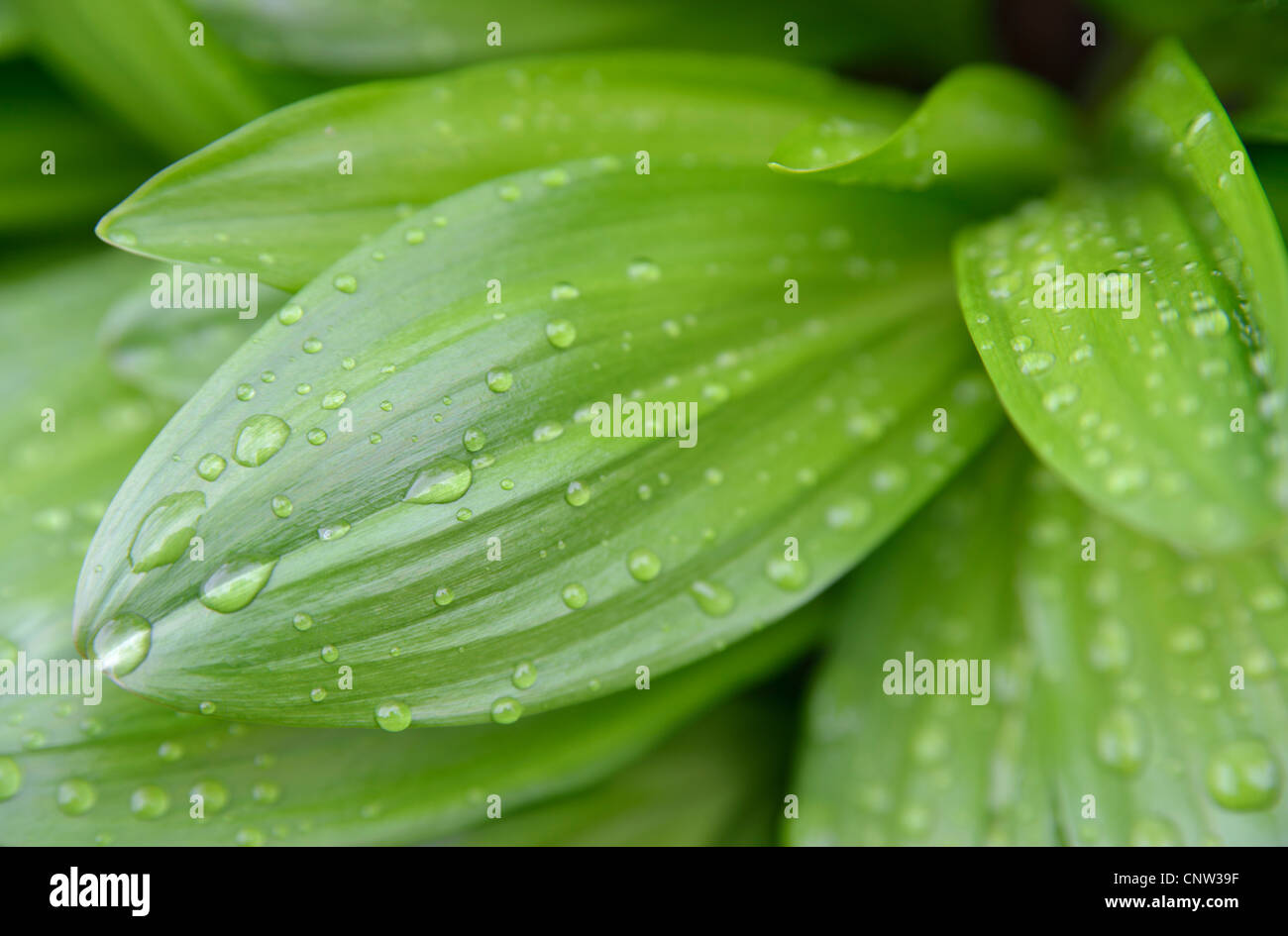 Fresh water drops on green leaf of Allium victorialis Stock Photo