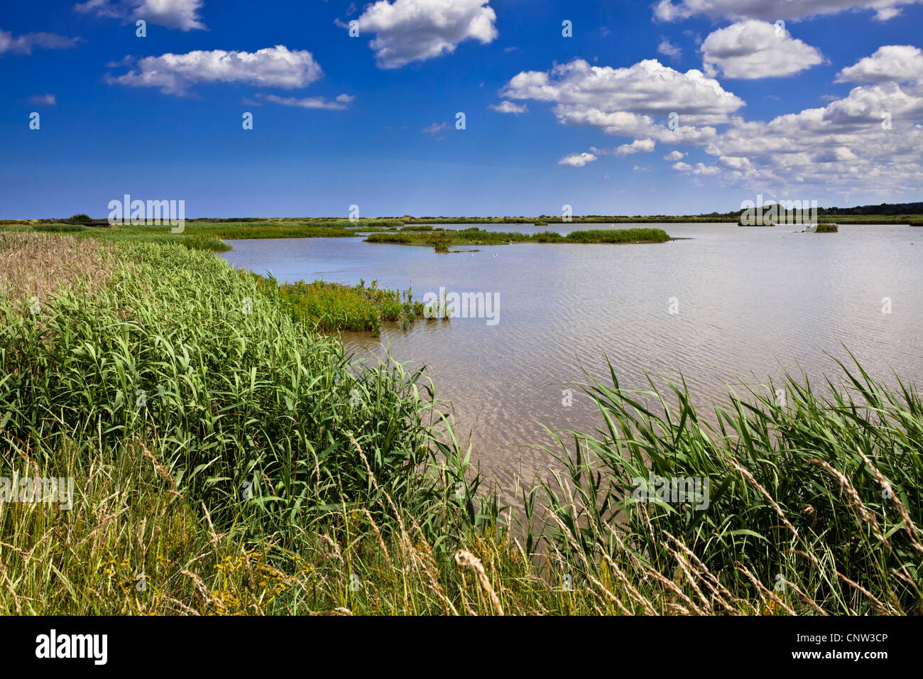 Fair weather cumulus clouds against a deep blue sky over the reed marshes at Titchwell on the Norfolk Coast. Stock Photo