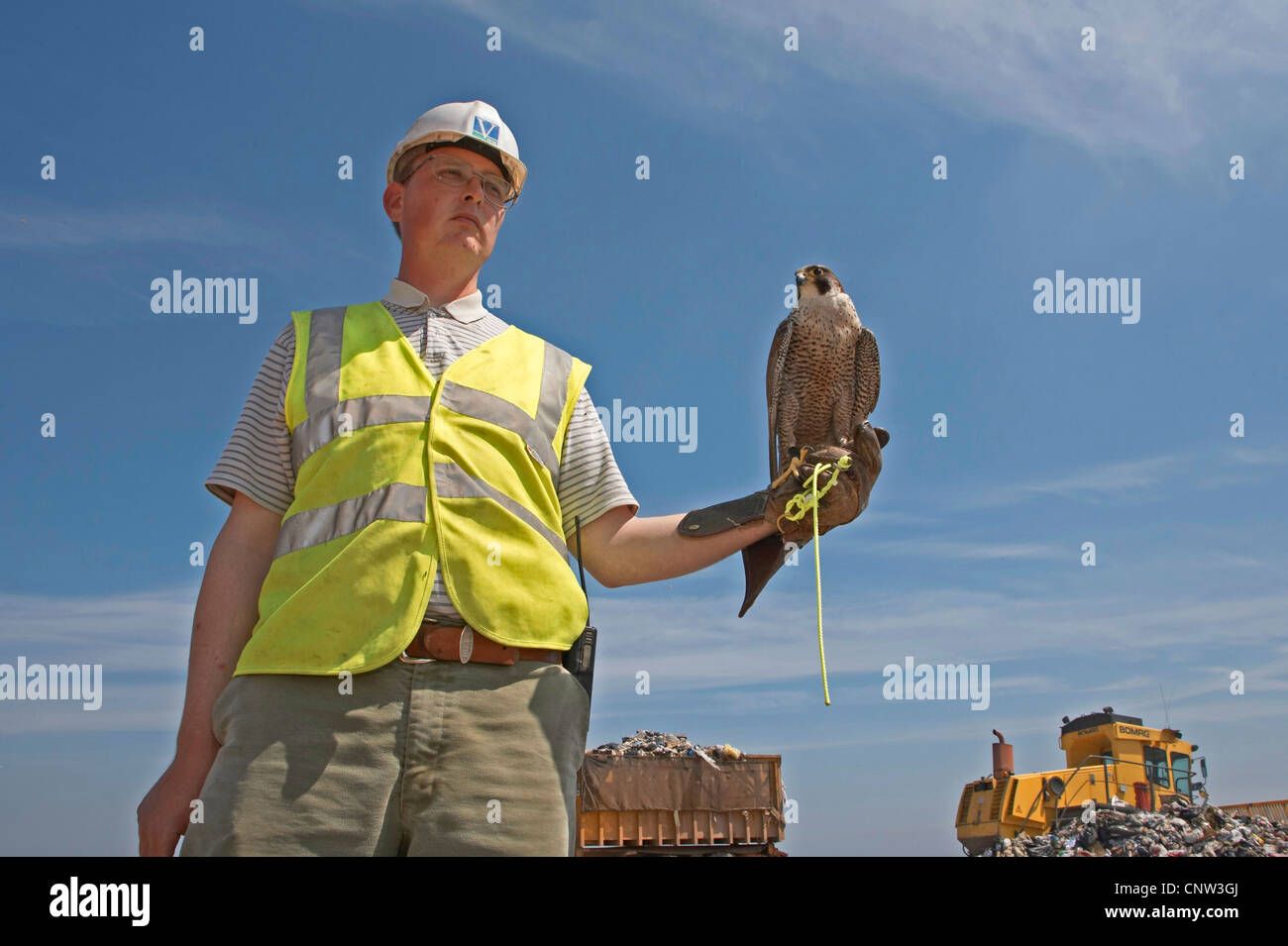 peregrine falcon (Falco peregrinus), used on a waste diposal site by a falconer for catching and detering gulls, United Kingdom, Scotland Stock Photo