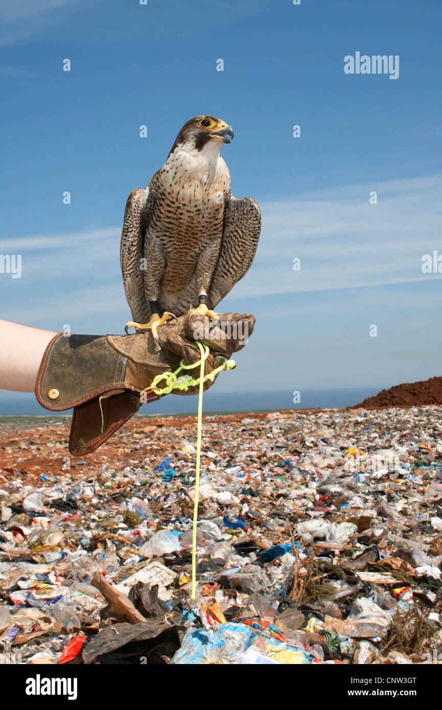 peregrine falcon (Falco peregrinus), used on a waste diposal site by a falconer for catching and detering gulls, United Kingdom, Scotland Stock Photo