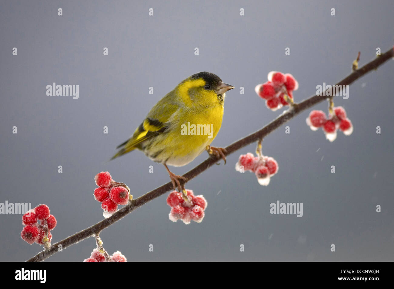 spruce siskin (Carduelis spinus), male perched on frosted cotoneaster branch, United Kingdom, Scotland Stock Photo